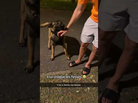 Ce chien fait se qu’il veut 😭😭 thumbnail
