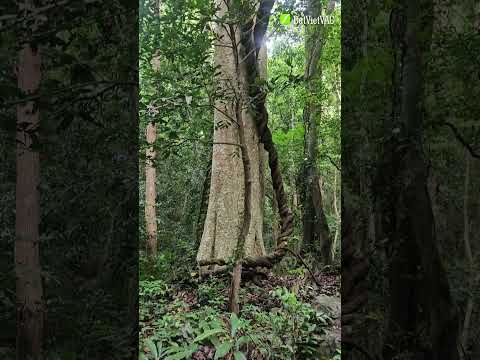Trong lành và thơ mộng quá #DaiNganChamBienXanh #ChamGiaLai #SayHiRucRo #DatVietVAC thumbnail