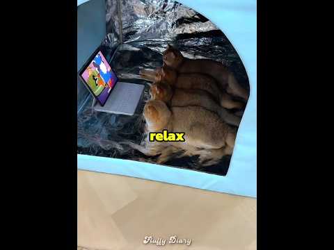 This owner bought a cooling House for his cats ??? thumbnail