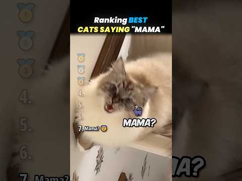 Ranking BEST CATS SAYING MAMA/MOM Core Moments!! 🐱🤰 thumbnail