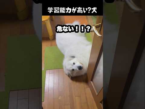 きっと学習してるはずの愛犬　#greatpyrenees #大型犬のいる生活 #大型犬 #大型犬と暮らす #グレートピレニーズ #ゴールデンレトリバー #愛犬 #犬のいる生活 #癒し thumbnail