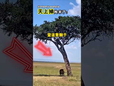 原來天上真的會掉餡餅 thumbnail