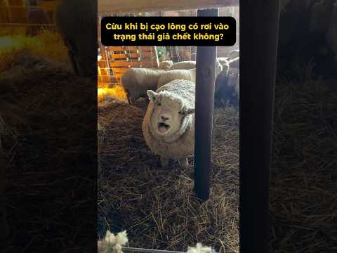 Tại sao cừu bị cạo lông lại giả chết, còn bò bị đốt lửa lại không sao?  #kytrigioi #shorts thumbnail