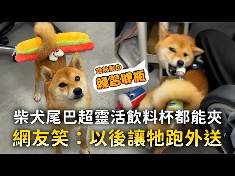 柴犬尾巴超靈活飲料杯都能夾　網友笑：以後讓牠跑外送｜#寵物雲 thumbnail