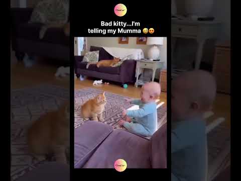 Bad kitty...I'm telling my Mumma 🥹❤️‍🩹 thumbnail