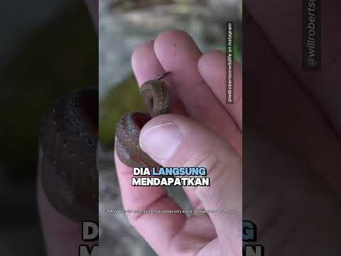 Pria ini Sangat Terobsesi Dengan Ular ? #shorts (@willrobertsonwildlife) thumbnail