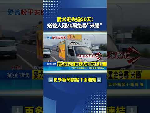 愛犬走失逾50天! 送養人砸20萬重金急尋"米腸"#三立新聞LIVE #shorts thumbnail