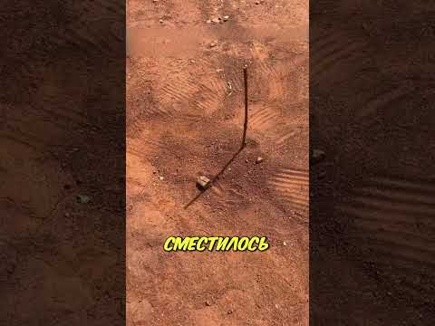 Как Найти ЮГ Без Компаса в Дикой Природе 🌲⏳ thumbnail