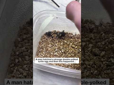 Conjoined Turtles #lovestory #pets #love #animals #cute#turtle #rescue #cute #eggs #turtles thumbnail