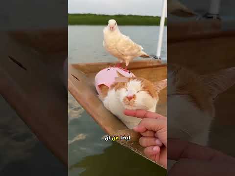 شاهد ماذا فعل هذا الرجل لإنقاذ قططه من الغرق المحتم! 😱🌊 thumbnail