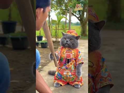 si oyen salah sasaran ??? #funny #comedy #memengakakkocak #cat #seharianlucu #fypシ thumbnail