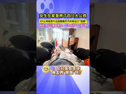 女生在家裡養了四隻大公雞，4只公雞每到午後就整整齊齊的幫自己"按摩"，網友：什麼家庭條件，一次點了4個"雞"師！#shorts#养鸡#有趣 thumbnail