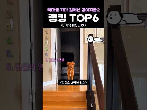 역대급 자다 일어난 강아지들2 랭킹 TOP6 thumbnail