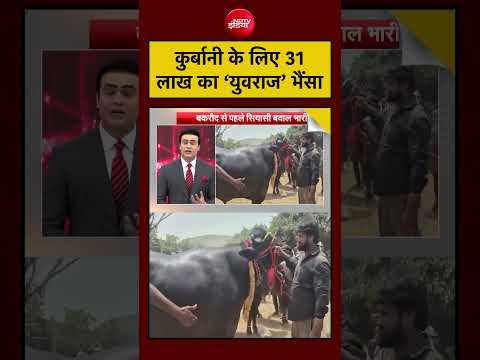 Syed Suhail | Bengal news | Cm suvendu 31 लाख का युवराज भैंसा #shorts thumbnail