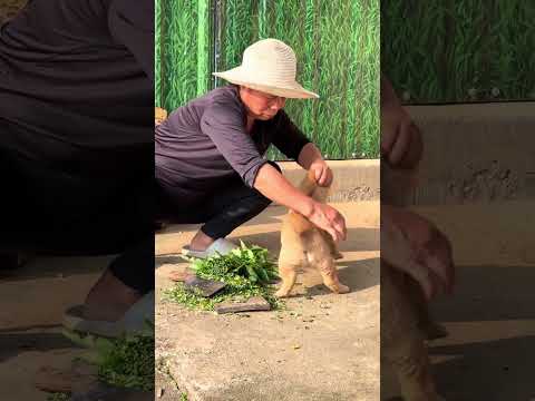 狗狗： 我在那里？？我是谁！！！ #中华田园犬大黄 thumbnail