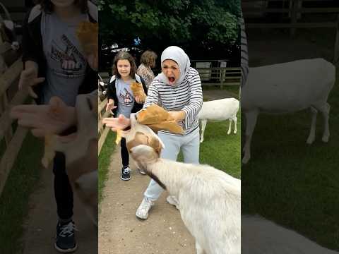 The goat bit her hand! thumbnail