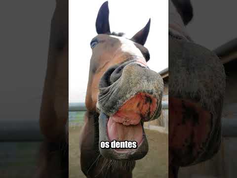 PORQUE DENTE DE CAVALO É TÃO GRANDE? 🤨 thumbnail