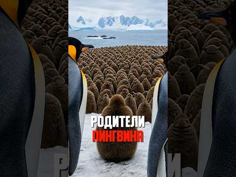 Родители находят своего птенца среди тысяч… КАК?! thumbnail
