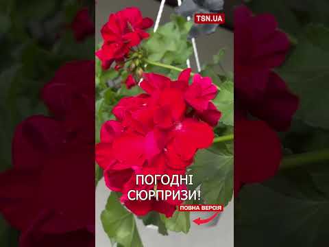 ПРОГНОЗ ПОГОДИ НА 2 ЧЕРВНЯ thumbnail