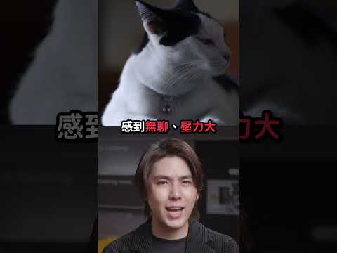 每日應吸貓2次否則犯法！瑞典新法規定貓奴關心頻率！❤️｜志祺七七 Shorts #shasha thumbnail