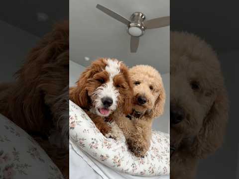 Very convenient #dogs #dogcomedy thumbnail