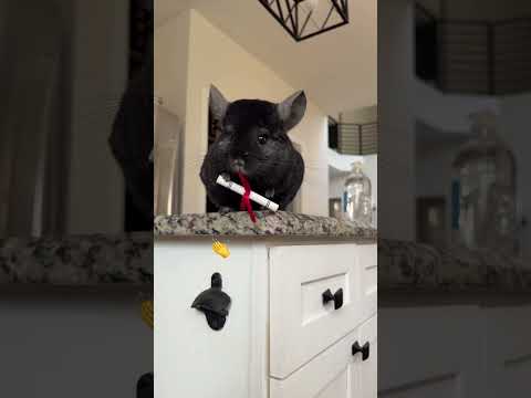 He HATED the makeup brush 😂 #chinchilla #pets #cute #shorts thumbnail