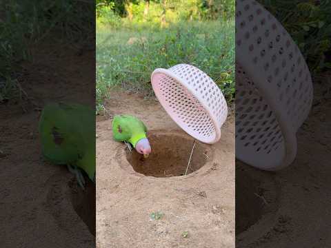 Amazing Effective Parrot Trap #shorts thumbnail
