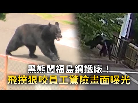 黑熊闖福島鋼鐵廠！　飛撲狠咬員工驚險畫面曝光 thumbnail