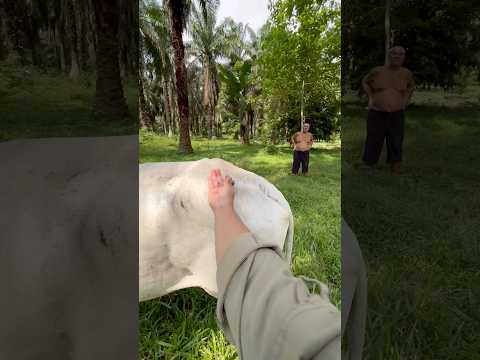 Pemberian obat injeks pada sapi setelah tremor #cow #animals #sapi thumbnail