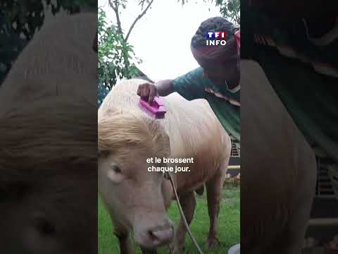 ? Insolite : un buffle "sosie" de Donald Trump devient une star au Bangladesh !｜TF1 INFO thumbnail