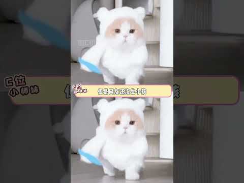 谁懂呀，它还有自己的小口罩和小帽子！！ #猫咪 #万万没想到 #离谱 #搞笑 thumbnail