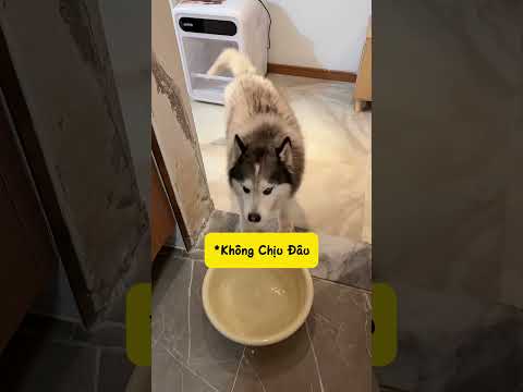 Chó kiểu " m làm chủ t hơi lâu rồi đó" #thucung #nuoicho #dogcute #cho thumbnail