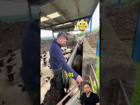 ¡El hombre está separando a las ovejas de los corderos! 🐑🐑 thumbnail