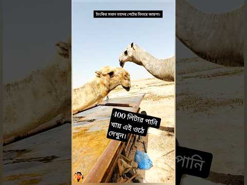 তাদের পেটের ভিতরে কত জায়গা সুবহানাল্লাহ।। thumbnail