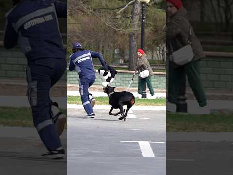 Собака напала на  китайца thumbnail