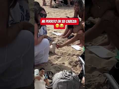 Ya se le subió al firulais ????‍♂️ #humor #viral #fyp #parati #perro #mascota #pets #fail thumbnail