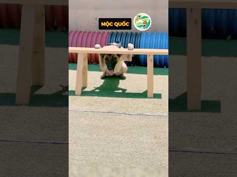 Kiếp nạn chú cún thông minh phát hiện chủ nhân chơi bẩn khi thực hiện thử thách #shorts thumbnail