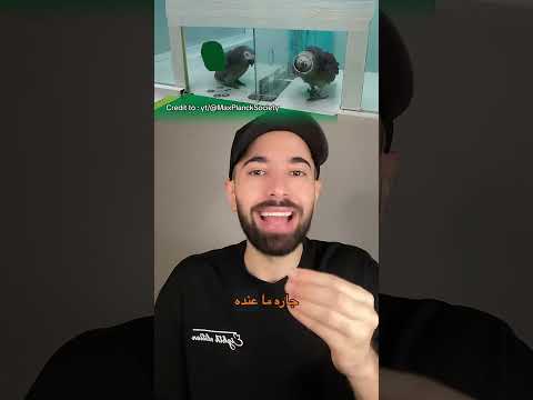 تجربة غريبة: الببغاوات تفهم المال والصدمة بالنتائج thumbnail