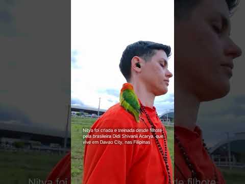 Brasileira adapta drone e pássaro que perdeu movimentos volta aos céus nas Filipinas thumbnail