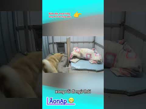 Lạnh ăn mì gói đỡ đi ? #laonap thumbnail