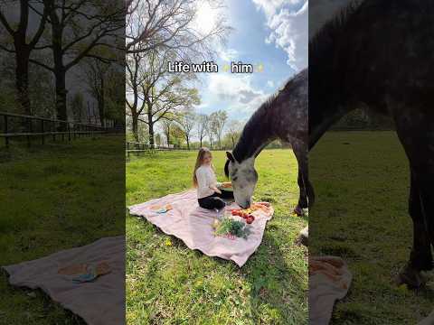 Life with ✨him✨🥹 #equestrian #stallion #horses #horse #animals #cuteanimals #horserider #horsegirl thumbnail
