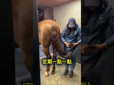 這就是為什麼馬尾巴不剪會出事 🐴 thumbnail