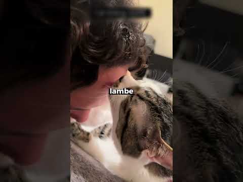 A lingua dos gatos são afiadas! thumbnail