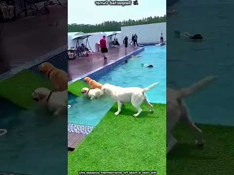 Anjing Ini Takut Air… Sampai Akhirnya Berani Lompat ke Kolam ? #shortsvideo thumbnail