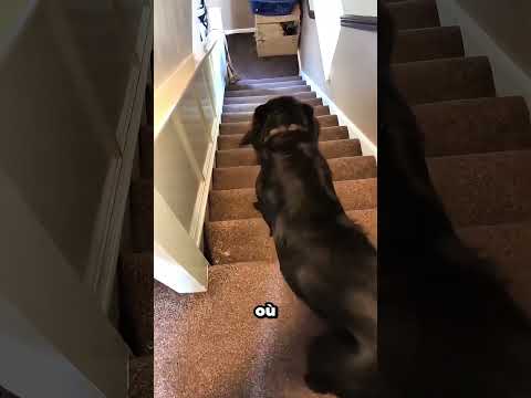 Attendez la fin : un chien qui dévale les escaliers thumbnail