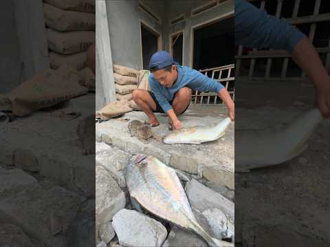 MANG UNI KASIH MAKAN IKAN KE KUCING,KUCINGNYA MALAH TAKUT thumbnail