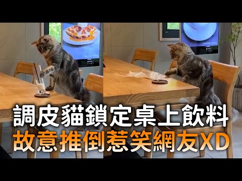 調皮貓鎖定桌上飲料　故意推倒惹笑網友XD thumbnail