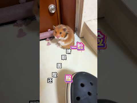闖禍小鼠挨訓炸毛硬剛主人 thumbnail