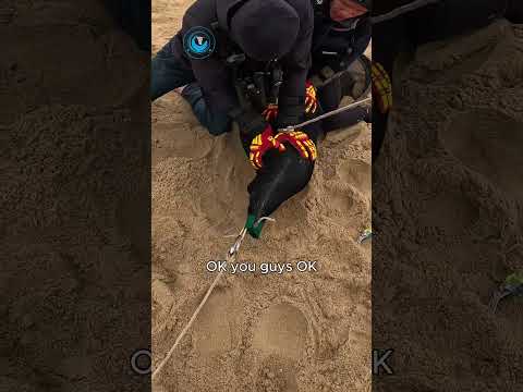 Seal Rescue: A Giant in Trouble #shorts thumbnail