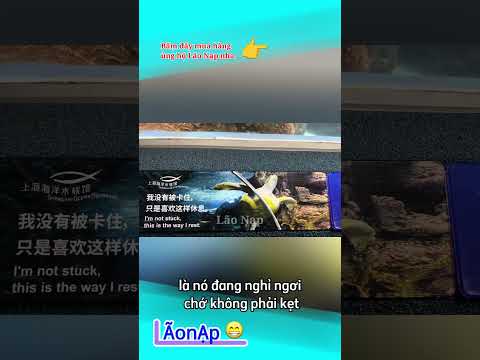 Cái kiểu nghỉ ngơi nó vậy 😅 #laonap thumbnail